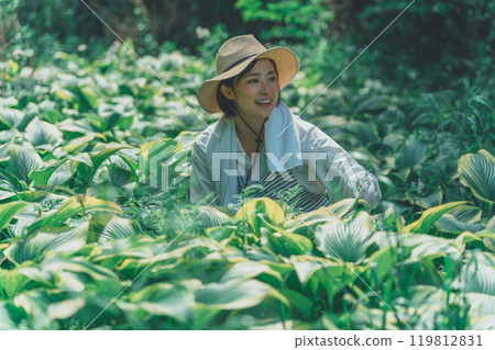 Hosta Leaf and Flower Farm Hosta Leaf and Flower Farm 119812831