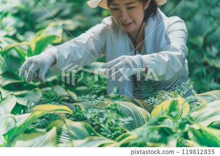 Hosta Leaf and Flower Farm 119812835