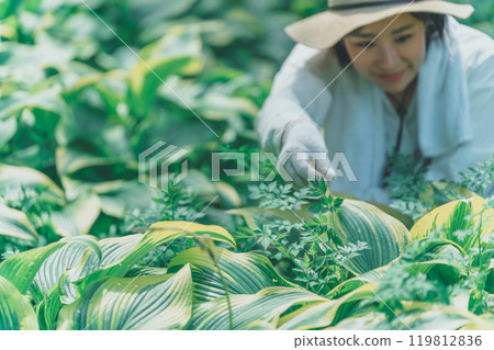 Hosta Leaf and Flower Farm Hosta Leaf and Flower Farm 119812836