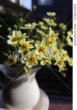 將花園裡的冬季波斯菊擺放在窗台上 將花園裡的冬季波斯菊擺放在窗台上 119812845