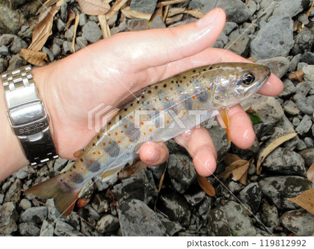 Natural Amago with beautiful red spots 119812992