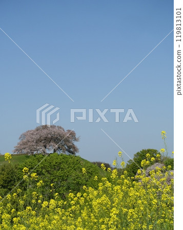 櫻花在Sakimata土墩墓公園 119813101