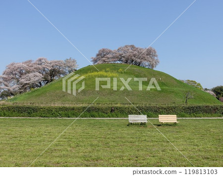 Cherry blossoms at Sakimata Mound Tomb Park Cherry blossoms at Sakimata Mound Tomb Park 119813103