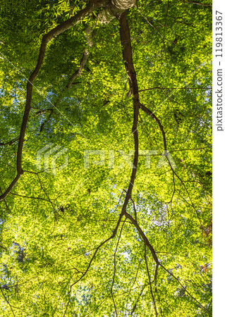 I look up in the forest 119813367