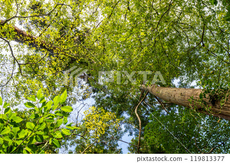 天空從森林中抬起頭來 119813377