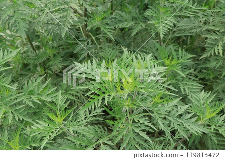 Ragweed leaf 119813472