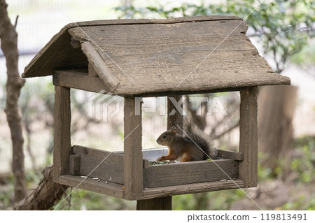 Squirre Squirre 119813491