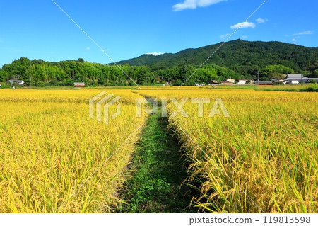 Blue sky and golden shining rice 119813598