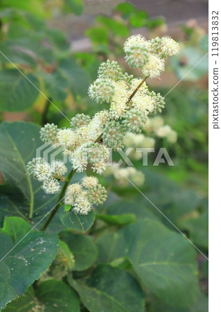 Udo花和幼果 119813832