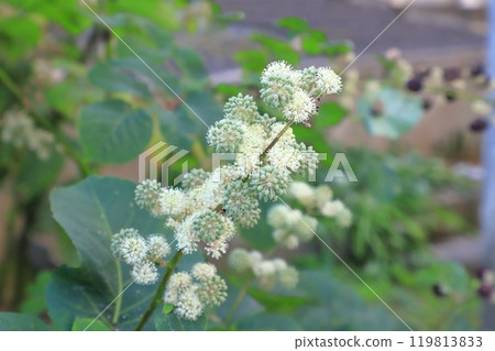 Udo花和幼果 119813833