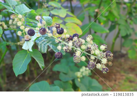 Udo花和幼果 119813835