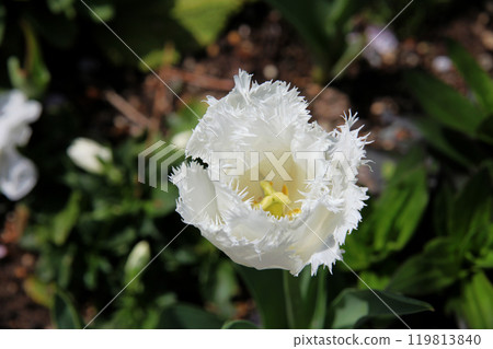 Tulip flower 119813840
