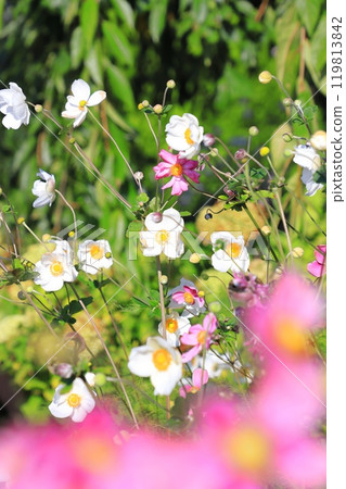 White and pink autumn chrysanthemums 119813842