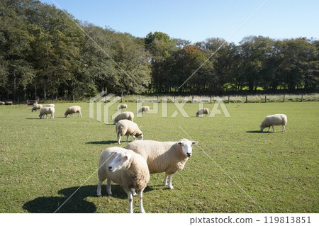 羊群安靜地吃草 119813851