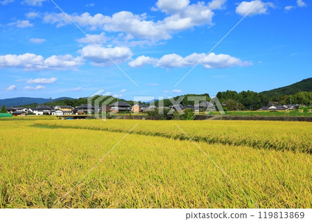 Golden rice fields and Asukadera Temple 119813869