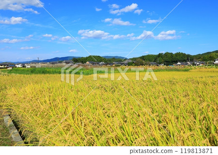 Golden rice fields and Asukadera Temple Golden rice fields and Asukadera Temple 119813871