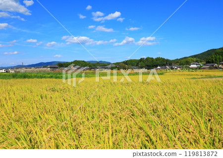 Golden rice fields and Asukadera Temple Golden rice fields and Asukadera Temple 119813872