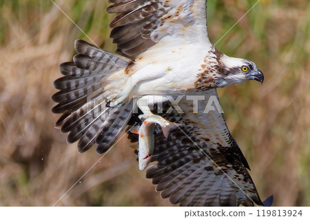 Osprey successfully catches a fish Osprey successfully catches a fish 119813924