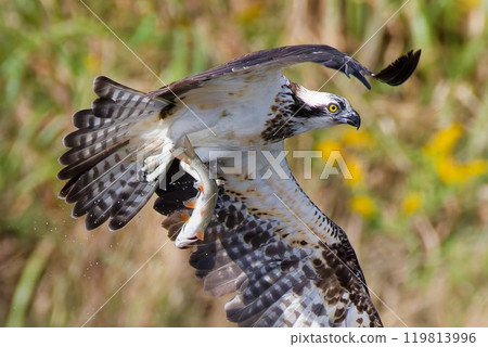 An osprey successfully catches a river fish 119813996