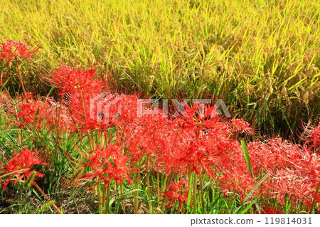 A cluster amaryllis that blooms at the ridges of rice fields 119814031