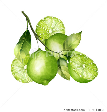 Lime illustration. Citrus fruit branch lime isolated on white background. 119814036
