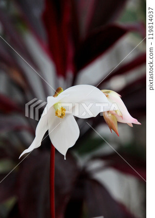 Heliamphora flower 119814037
