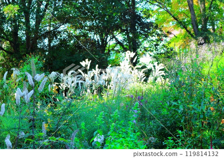 Hokkaido Travelogue: Ueno Farm in late September Part 1: Autumn leaves at Ueno Farm 119814132