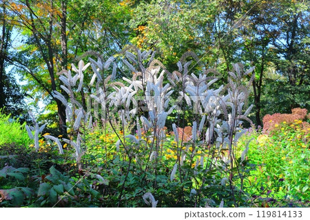 Hokkaido Travelogue: Ueno Farm in late September Part 1: Autumn leaves at Ueno Farm Hokkaido Travelogue: Ueno Farm in late September Part 1: Autumn leaves at Ueno Farm 119814133