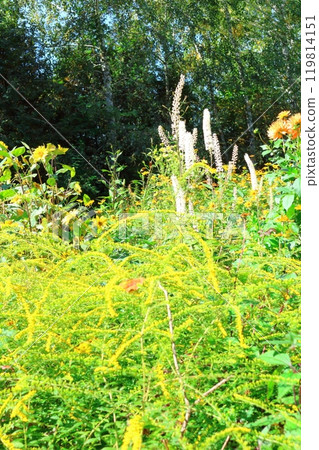 Hokkaido Travelogue: Ueno Farm in late September Part 1: Autumn leaves at Ueno Farm Hokkaido Travelogue: Ueno Farm in late September Part 1: Autumn leaves at Ueno Farm 119814151