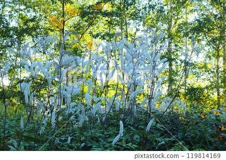 Hokkaido Travelogue: Ueno Farm in late September Part 1: Autumn leaves at Ueno Farm 119814169