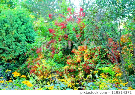 Hokkaido Travelogue: Ueno Farm in late September Part 1: Autumn leaves at Ueno Farm 119814371