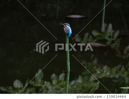 The kingfisher of Shakujii Park The kingfisher of Shakujii Park 119814464