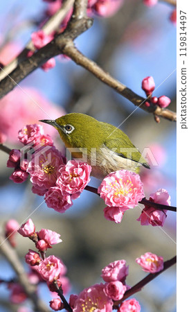 A white-eye on a red plum blossom in full bloom (spring image) (heartwarming image) 119814497
