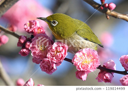 A white-eye on a red plum blossom in full bloom (spring image) (heartwarming image) A white-eye on a red plum blossom in full bloom (spring image) (heartwarming image) 119814499
