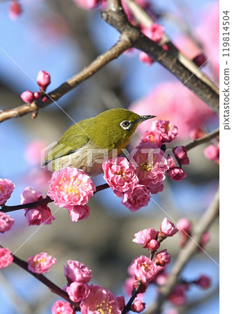 A white-eye on a red plum blossom in full bloom (spring image) (heartwarming image) 119814504