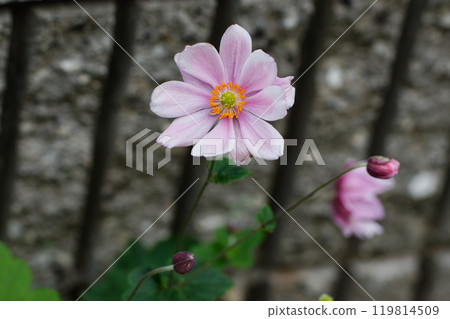 可愛的粉紅秀命菊03 119814509