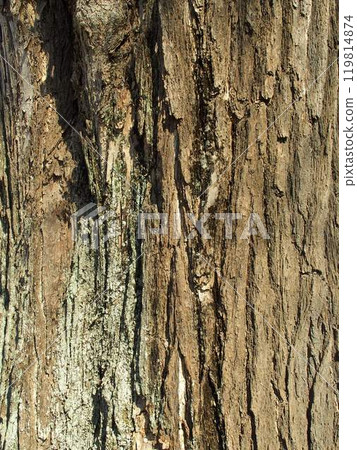 Old ginkgo tree trunk (close-up) 119814874