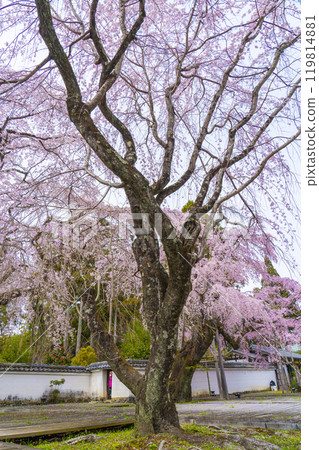 醍醐寺三寶院太鼓垂枝櫻花盛開 119814881