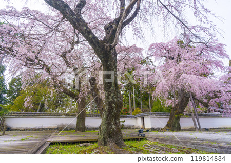 醍醐寺三寶院太鼓垂枝櫻花盛開 119814884