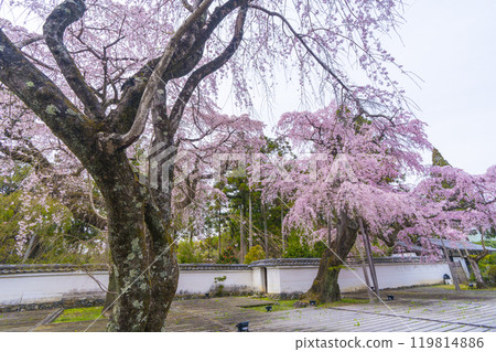 Daigoji Temple Sanboin Temple: Taiko weeping cherry tree in full bloom Daigoji Temple Sanboin Temple: Taiko weeping cherry tree in full bloom 119814886