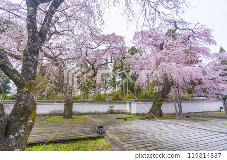 Daigoji Temple Sanboin Temple: Taiko weeping cherry tree in full bloom 119814887