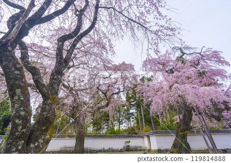 Daigoji Temple Sanboin Temple: Taiko weeping cherry tree in full bloom Daigoji Temple Sanboin Temple: Taiko weeping cherry tree in full bloom 119814888
