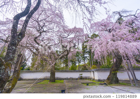 醍醐寺三寶院太鼓垂枝櫻花盛開 119814889