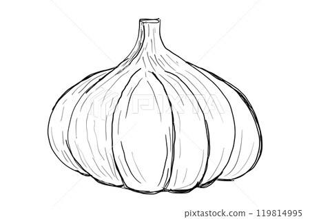 Hand drawn garlic icon. badge vegetable in the old ink style for brochures, banner, restaurant menu and market. Elegant Garlic Icon - Intricate Black and White for Cooking, Nature, and Art Projects 119814995