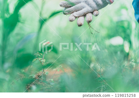 在農場工作或除草時戴著工作手套的婦女的手 119815258