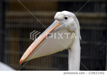 Pelican Pelican 119815342