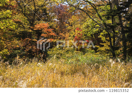秋天的尾瀨，草地上的秋葉和森林裡的秋葉，Hiburi森林之路 119815352