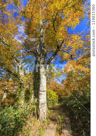 Autumn in Oze: Autumn leaves of grass and forest, Hiuchiura forest trail 119815360