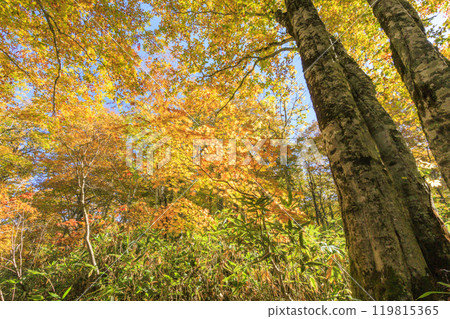 秋天的尾瀨，草地上的秋葉和森林裡的秋葉，Hiburi森林之路 119815365