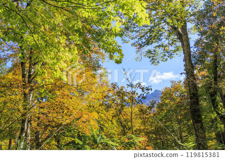 秋天的尾瀨，草地上的秋葉和森林裡的秋葉，Hiburi森林之路 119815381